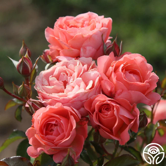 Pink Abundance™ 4 Pink Abundance™ - Image 2