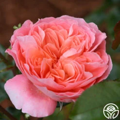 Pink Abundance™ 10 Pink Abundance™ -Lovely Rose Shop pink abundance logo 02