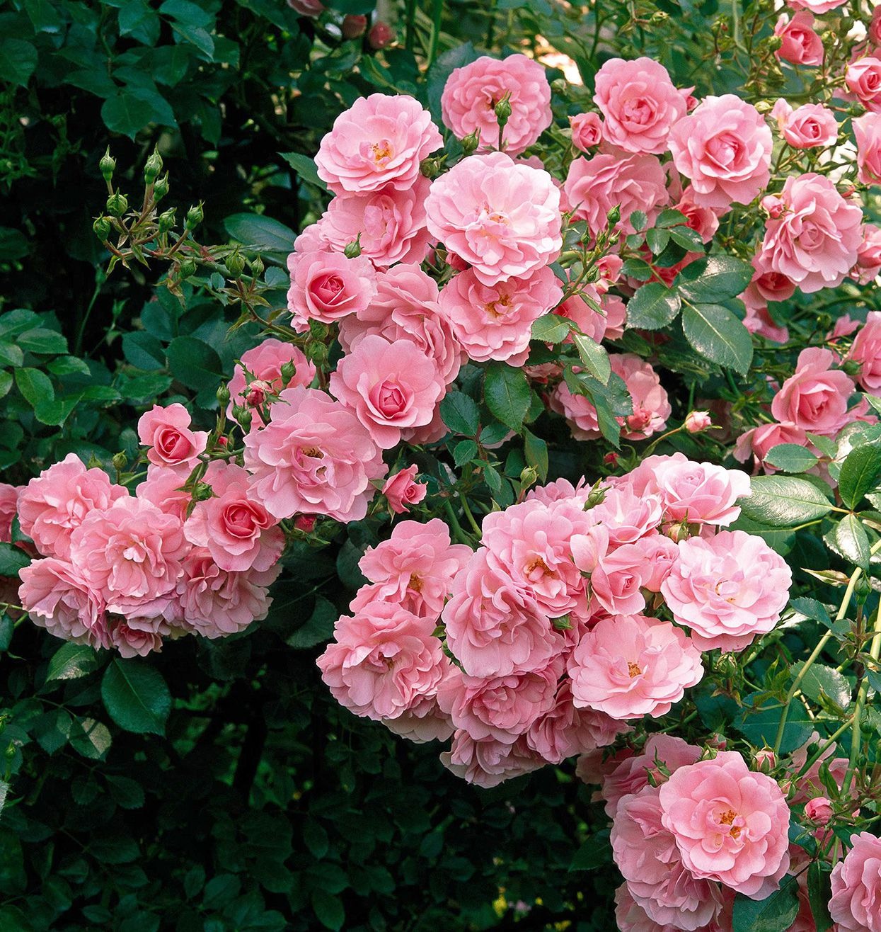Heirloom Roses -Lovely Rose Shop pink bonica rose meidomonac 2139