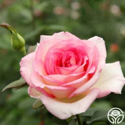 Eleganza® Pink Enchantment® -Lovely Rose Shop pink enchanment 2