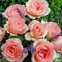 Eleganza® Pink Enchantment® -Lovely Rose Shop pink enchanment 3