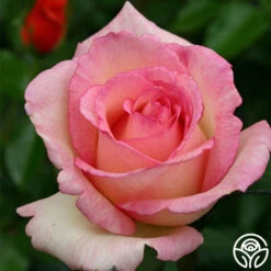 Eleganza® Pink Enchantment® -Lovely Rose Shop pink enchanment 4