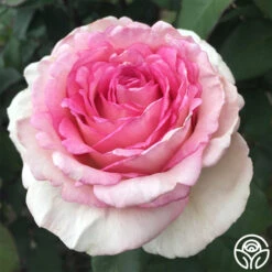 Eleganza® Pink Enchantment® -Lovely Rose Shop pink enchanment 5
