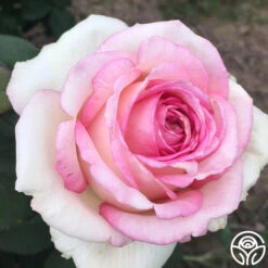 Eleganza® Pink Enchantment® -Lovely Rose Shop pink enchanment 6