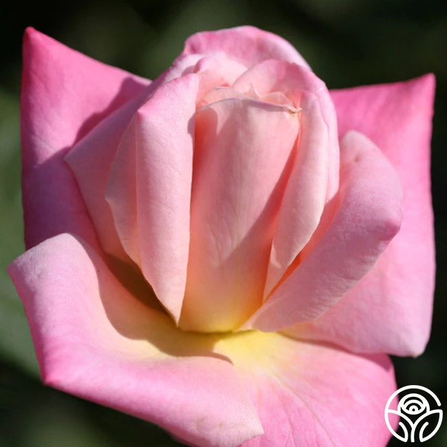 Pink Parfait 4 Pink Parfait - Image 2