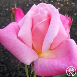 Pink Parfait 9 Pink Parfait -Lovely Rose Shop pink parfait 2 1 1