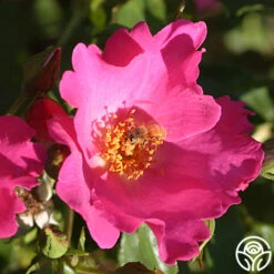 Playgirl™ -Lovely Rose Shop playgirl 3 5