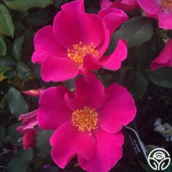 Playgirl™ -Lovely Rose Shop playgirl 5 1 1