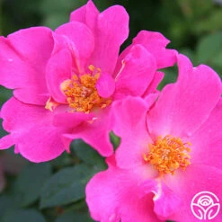 Playgirl™ -Lovely Rose Shop playgirl 6