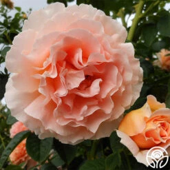 Polka® -Lovely Rose Shop polka 2 4