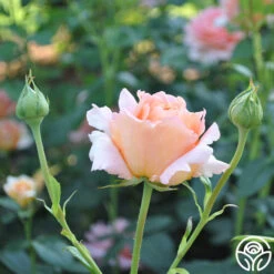 Polka® -Lovely Rose Shop polka 6 5