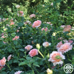 Polka® -Lovely Rose Shop polka 8 5