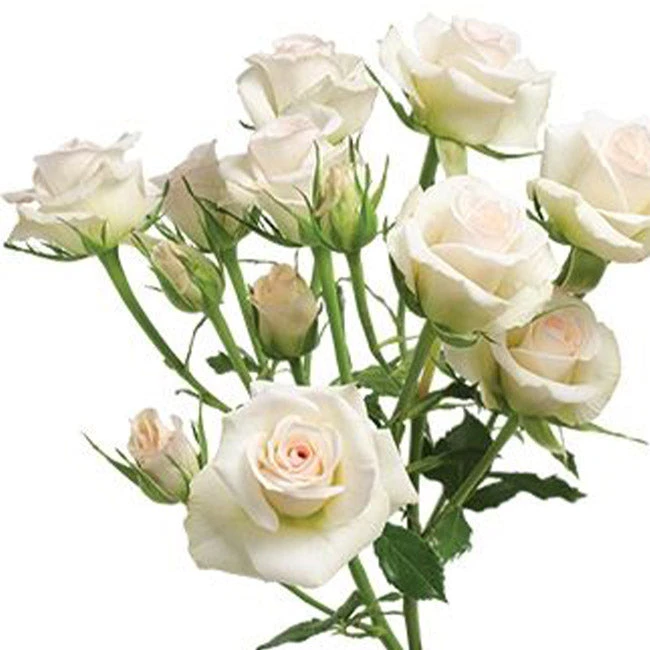 Porcelina 3 Porcelina