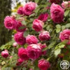 Pretty In Pink Eden Climber® 1 Pretty In Pink Eden Climber® -Lovely Rose Shop pretty in pink eden 4 1