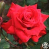 Pride Of England™ 2 Pride Of England™ -Lovely Rose Shop pride of england 3 1