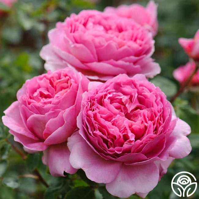 Princess Alexandra Of Kent 9 Princess Alexandra Of Kent - Image 7