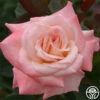 Pristine®™ -Lovely Rose Shop pristine 4 8