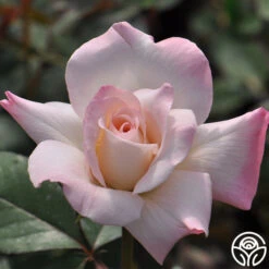 Pristine®™ 12 Pristine®™ -Lovely Rose Shop pristine 6