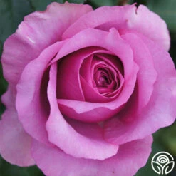 Purple Fragrancia -Lovely Rose Shop purple fragrancia 1 4