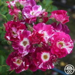 Purple Splash -Lovely Rose Shop purple splash 1 1 1