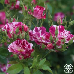 Purple Splash -Lovely Rose Shop purple splash 3 7