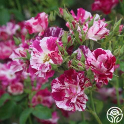 Purple Splash -Lovely Rose Shop purple splash 4 1