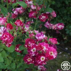 Purple Splash -Lovely Rose Shop purple splash 6