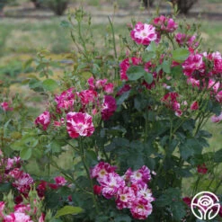 Purple Splash -Lovely Rose Shop purple splash 7