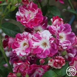 Purple Splash -Lovely Rose Shop purple splash 8