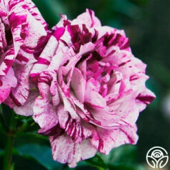 Purple Tiger -Lovely Rose Shop purple tiger 1 1