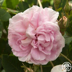 Queen Of Denmark -Lovely Rose Shop queen of denmark 1 1 1