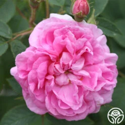 Queen Of Denmark -Lovely Rose Shop queen of denmark 4 5