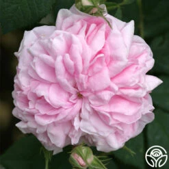 Queen Of Denmark -Lovely Rose Shop queen of denmark 5