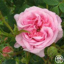 Queen Of Denmark -Lovely Rose Shop queen of denmark 7