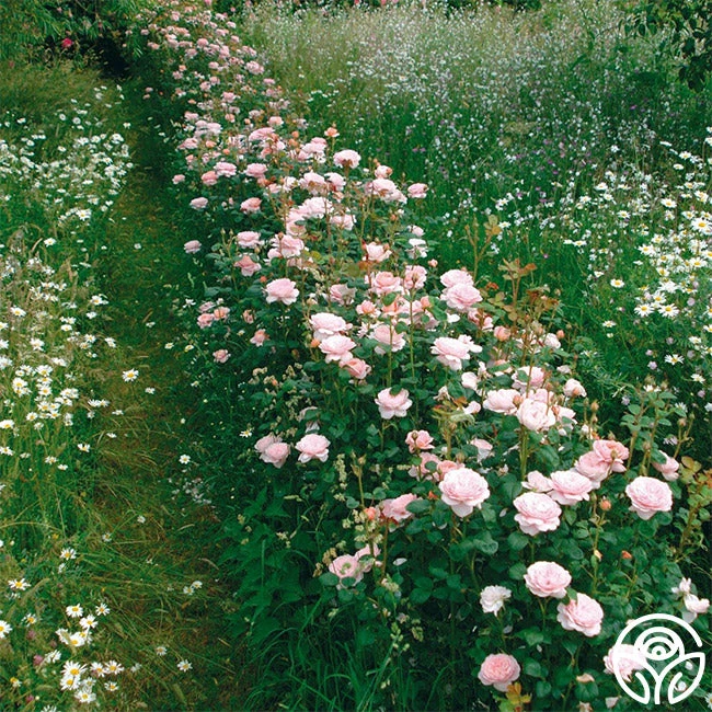 Queen Of Sweden® 9 Queen Of Sweden® - Image 7