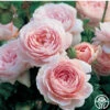 Queen Of Sweden® -Lovely Rose Shop queen of sweeden 6