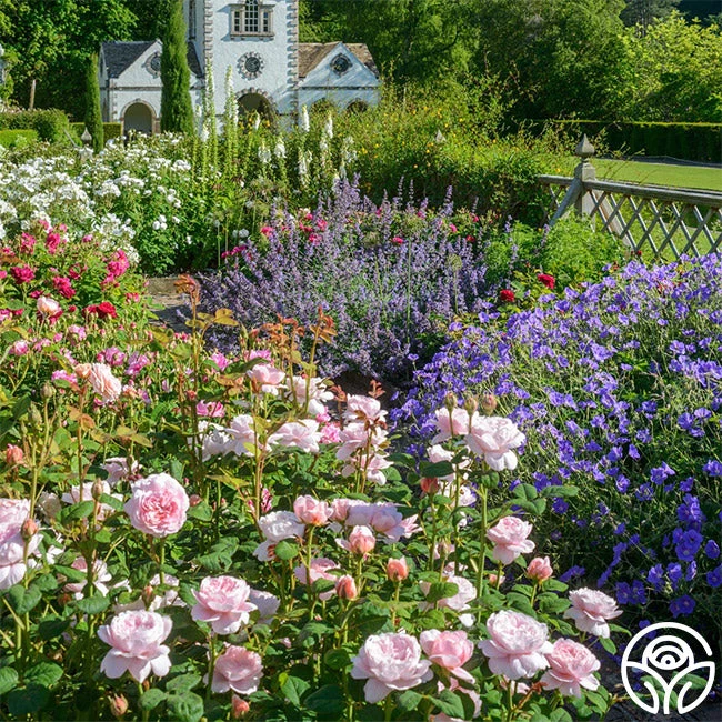 Queen Of Sweden® 8 Queen Of Sweden® - Image 6