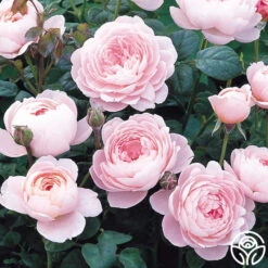 Queen Of Sweden® 13 Queen Of Sweden® -Lovely Rose Shop queen of sweeden 9