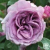 Arborose® Quicksilver -Lovely Rose Shop quicksilver 2 1 1