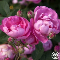 R Centifolia AndrewsII 7 R Centifolia AndrewsII -Lovely Rose Shop r centifolia andrewsii 2 5