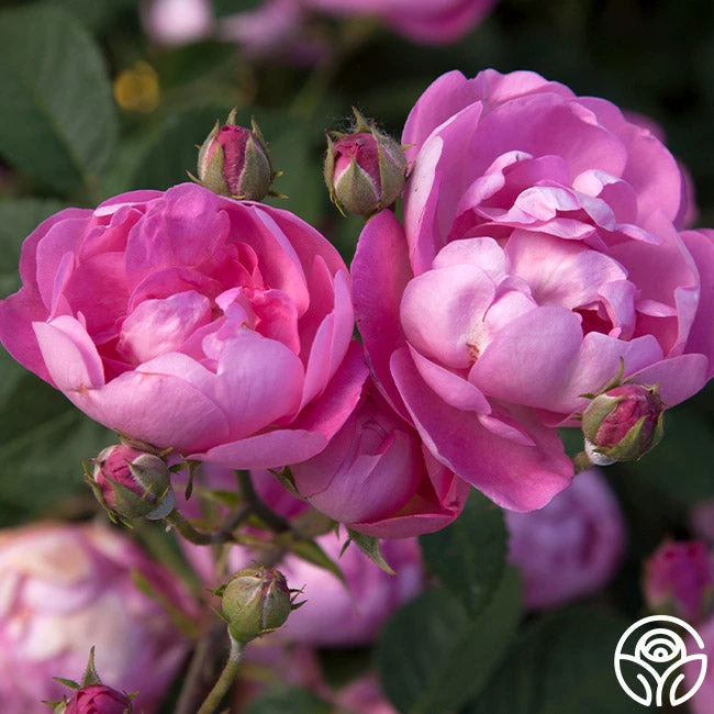 R Centifolia AndrewsII 5 R Centifolia AndrewsII - Image 3