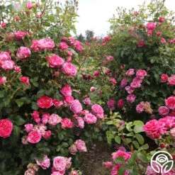 Raspberry Cream Twirl™ 16 Raspberry Cream Twirl™ -Lovely Rose Shop raspberry cream twirl 12 1