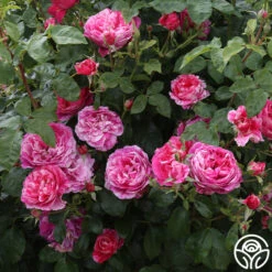 Raspberry Cream Twirl™ 13 Raspberry Cream Twirl™ -Lovely Rose Shop raspberry cream twirl 4 1 2