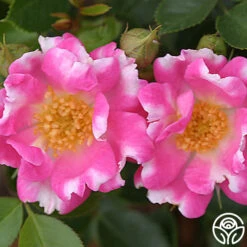 Raspberry Ruffles™ -Lovely Rose Shop raspberry ruffles logo 03