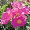 Raspberry Rugostar® -Lovely Rose Shop raspberry rugostar 32