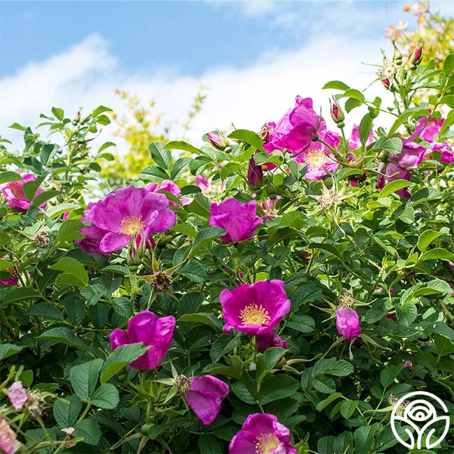 Raspberry Rugostar® 4 Raspberry Rugostar® - Image 2