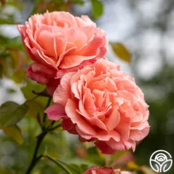 Reach For The Skies 10 Reach For The Skies -Lovely Rose Shop reach for the skies 10