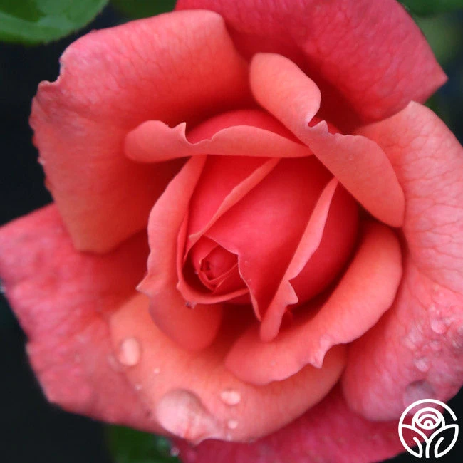 Reach For The Skies 4 Reach For The Skies - Image 2