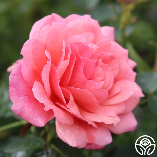 Reach For The Skies 5 Reach For The Skies - Image 3