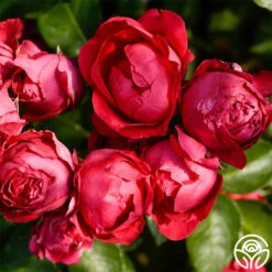 Red Eden® 9 Red Eden® -Lovely Rose Shop red eden 3 7